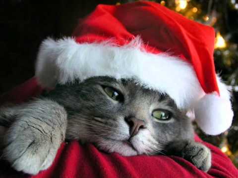 Divertidos videos de Navidad con animales