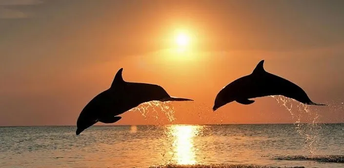 Diving Dolphins Live Wallpaper - Android Apps on Google Play
