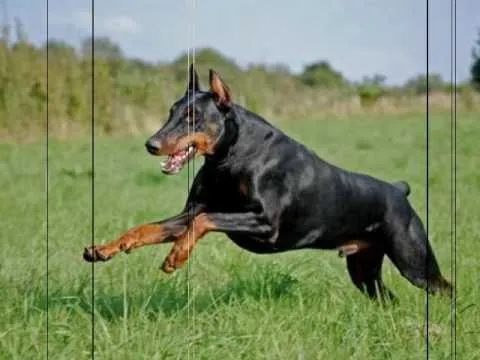 Doberman-La mejor raza de perros - YouTube