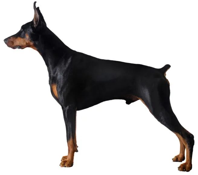 Doberman Pinscher Information, Facts, Pictures, Training and Grooming