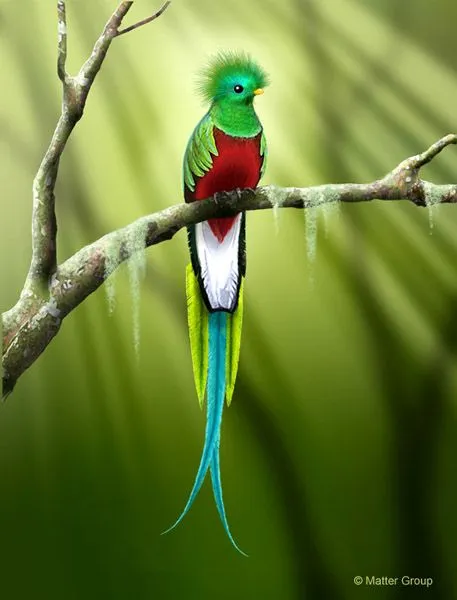 Documentación 7 : Quetzal | cuentoscultosanimales