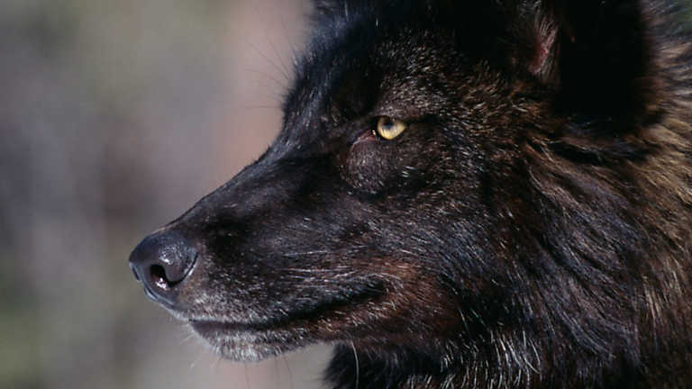 Grandes documentales - El auge del lobo negro, Grandes ...