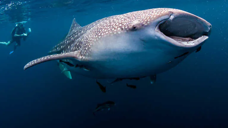 Grandes documentales - Galápagos: el reino de los tiburones ...