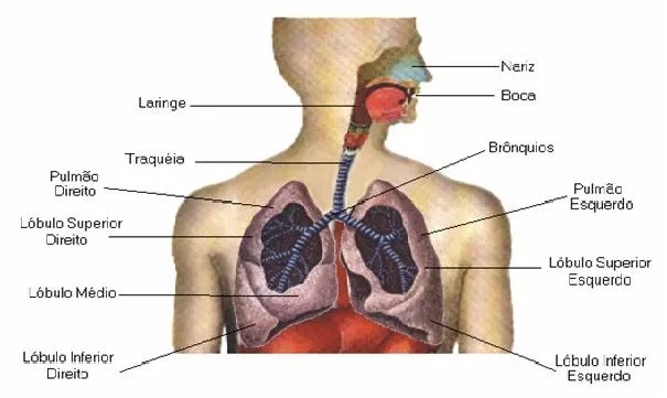 Doenças Respiratórias; Doenças do Aparelho Respiratório; Doenças ...