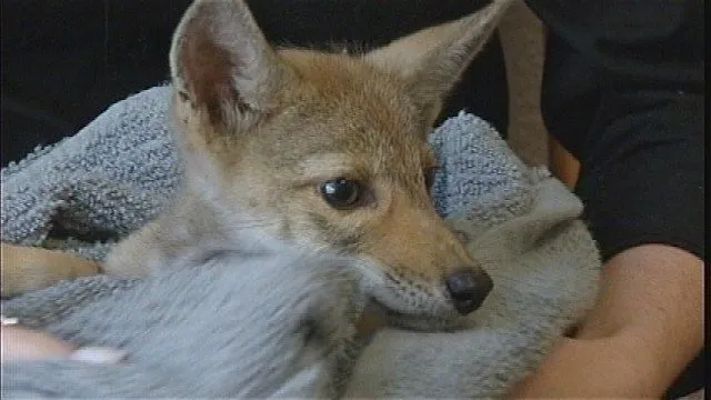 Dog found in Ft. Worth turns out to be baby coyote - Story | KDFW