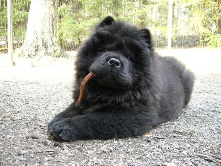 Doggie on Pinterest | Chow Chow Puppies, Chow Chow and Chow Chow Dogs