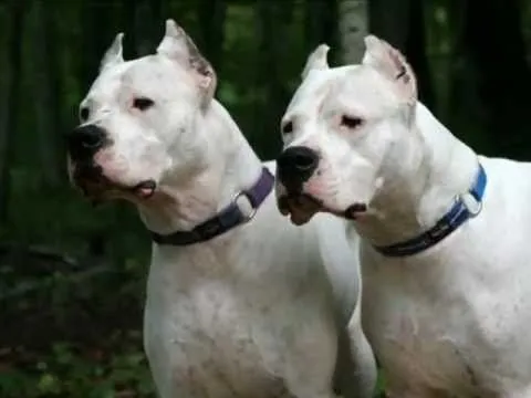 Dogo Argentino - Pitbull TR - YouMaker.com Audio-Video-Photo ... Dogo Argentino - Pitbull TR - YouMaker.com Audio-Video-Photo ...