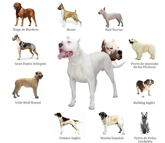 Dogo Argentino vs Pitbull | Is a Dogo Argentino a PitBull?, Dogo ... Dogo Argentino vs Pitbull | Is a Dogo Argentino a PitBull?, Dogo ...