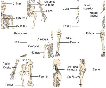 APRENDER ES DIVERTIDO: SISTEMA ÓSEO (PUZZLE) APRENDER ES DIVERTIDO: SISTEMA ÓSEO (PUZZLE)