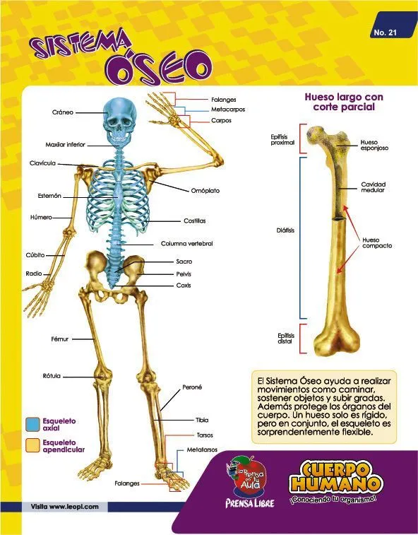 Doki sistema oseo para colorear - Imagui | urgencias | Pinterest Doki sistema oseo para colorear - Imagui | urgencias | Pinterest