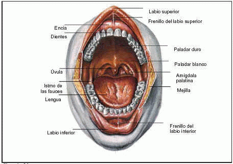 Nombres de las partes de la boca - Imagui