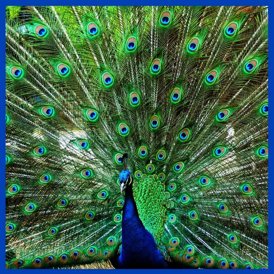 DOMVS PVCELAE: Bordado de musas con hilos de oro: EL PAVO REAL, de ... DOMVS PVCELAE: Bordado de musas con hilos de oro: EL PAVO REAL, de ...