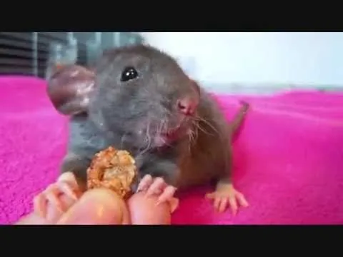 Donnie comiendo galleta. Rata doméstica bebé. - YouTube