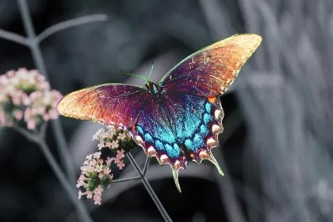 Download Butterfly Live Wallpapers HD 1.0 APK - Butterfly Live ...