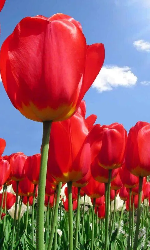 Download the 3D flowers HD Live Wallpaper Android Apps On ...