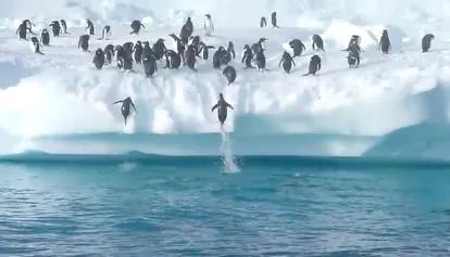 dralive-penguins-pinguinos- ...