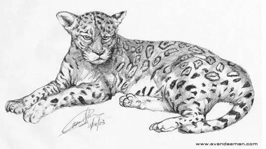 Drawing of American Jaguar done in Pencil by Evan Drawing of American Jaguar done in Pencil by Evan