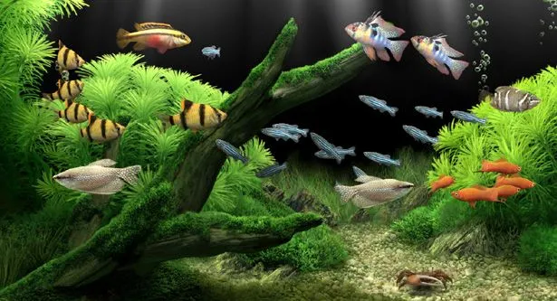 Dream Aquarium Descargar Dream Aquarium Gratis Full + Serial y ...
