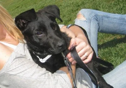 duda con cachorro - (American Staffordshire Terrier) | Perros.com