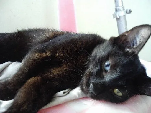 Duda: gatos con ojos azules | Cuidar de tu gato es facilisimo.com