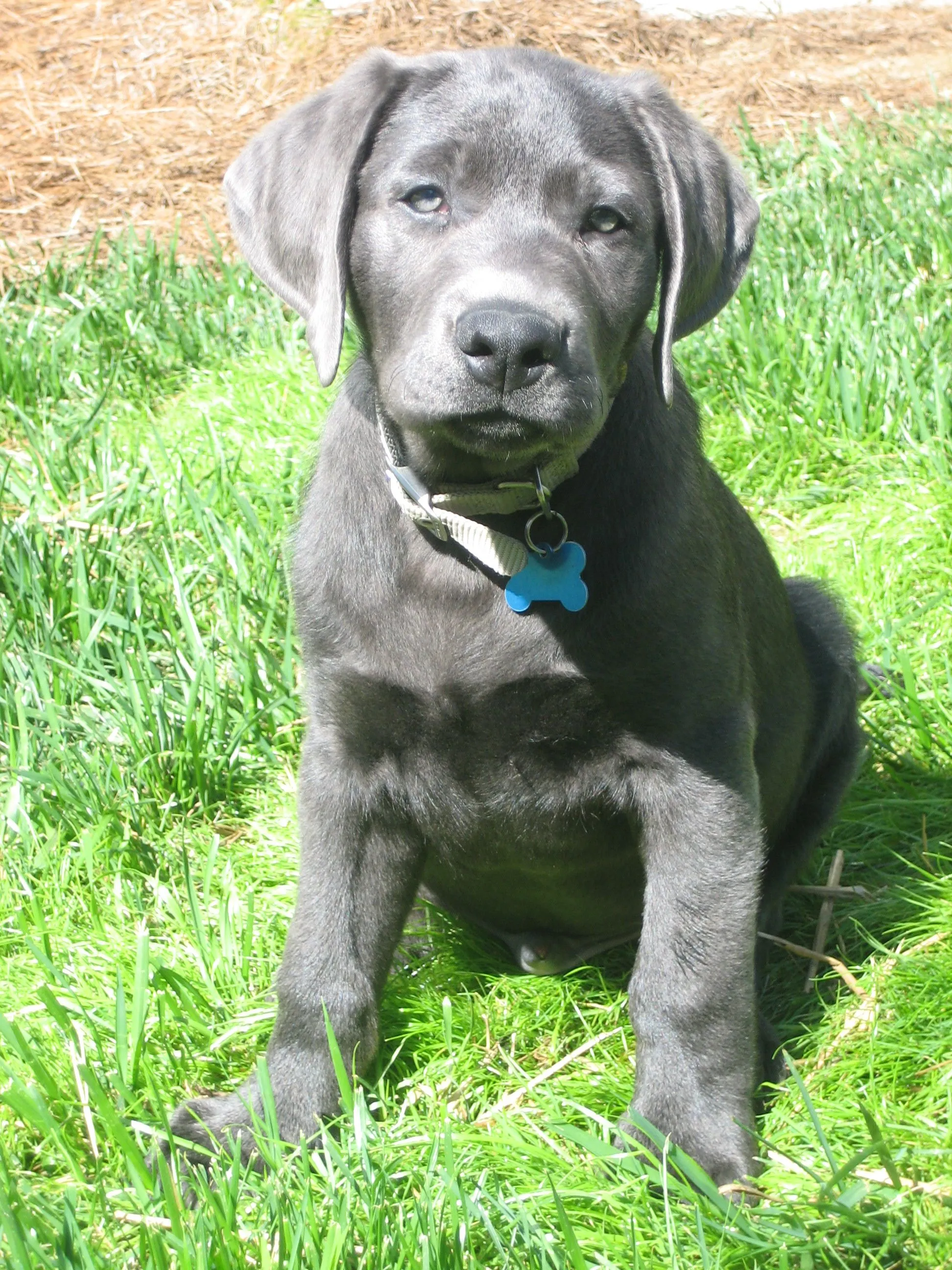 Duda en sus ojos - (Labrador Retriever) | Perros. Duda en sus ojos - (Labrador Retriever) | Perros.