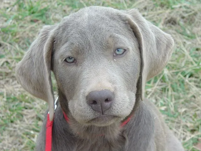 Duda en sus ojos - (Labrador Retriever) | Perros.com