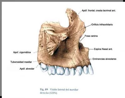 Dudas anatomia (huesos del craneo)