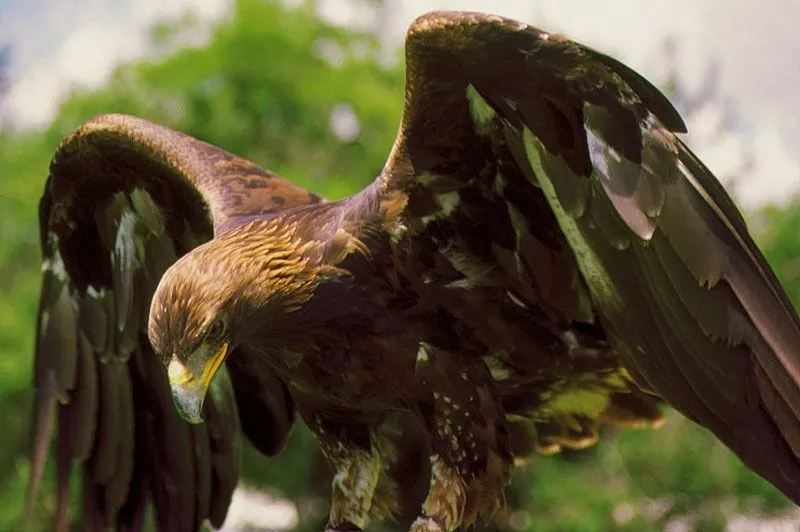 Durango Oficial | 13 de febrero Día del Águila Real un símbolo de ... Durango Oficial | 13 de febrero Día del Águila Real un símbolo de ...