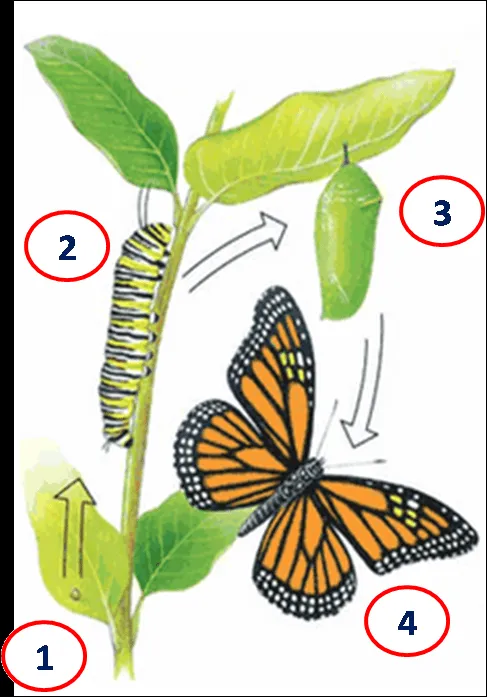 Ciclo de vida de la mariposa monarca para niños - Imagui