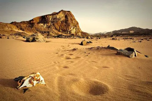 Eco-Desierto: Características del Desierto