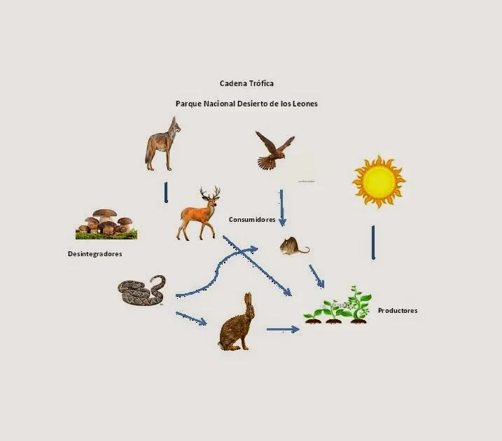 ECOLOGIA 602 COBAEM PLATEL TOLUCA III: DESIERTO DE LOS LEONES ECOLOGIA 602 COBAEM PLATEL TOLUCA III: DESIERTO DE LOS LEONES