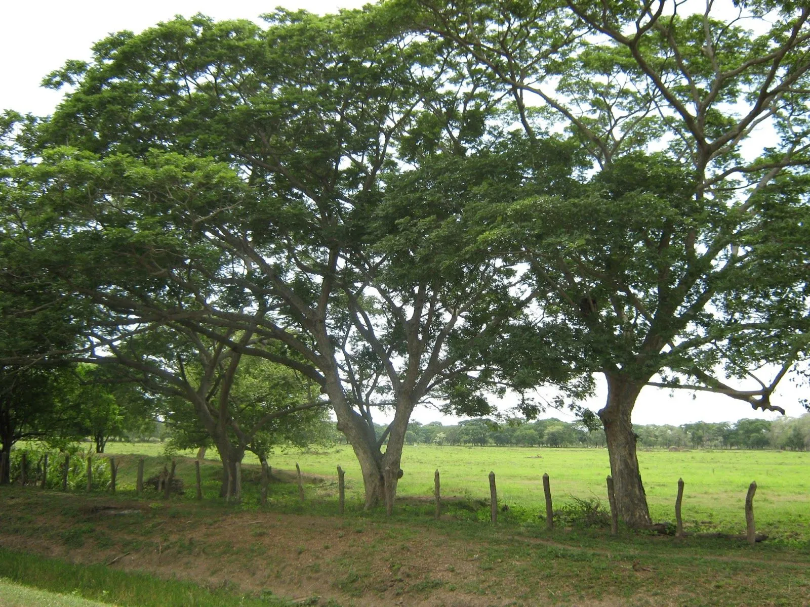 Ecología con Asocebú: El algarrobo o samán, excelente alternativa ... Ecología con Asocebú: El algarrobo o samán, excelente alternativa ...