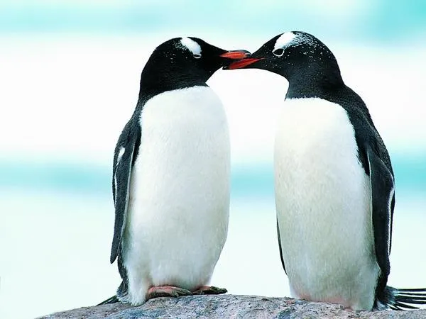 Ecología Verde on Twitter: "¡Descubierto #amor en el Polo Norte ...