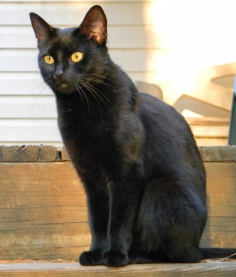 Econcientiza: Persiste superstición en torno a los gatos negros ...