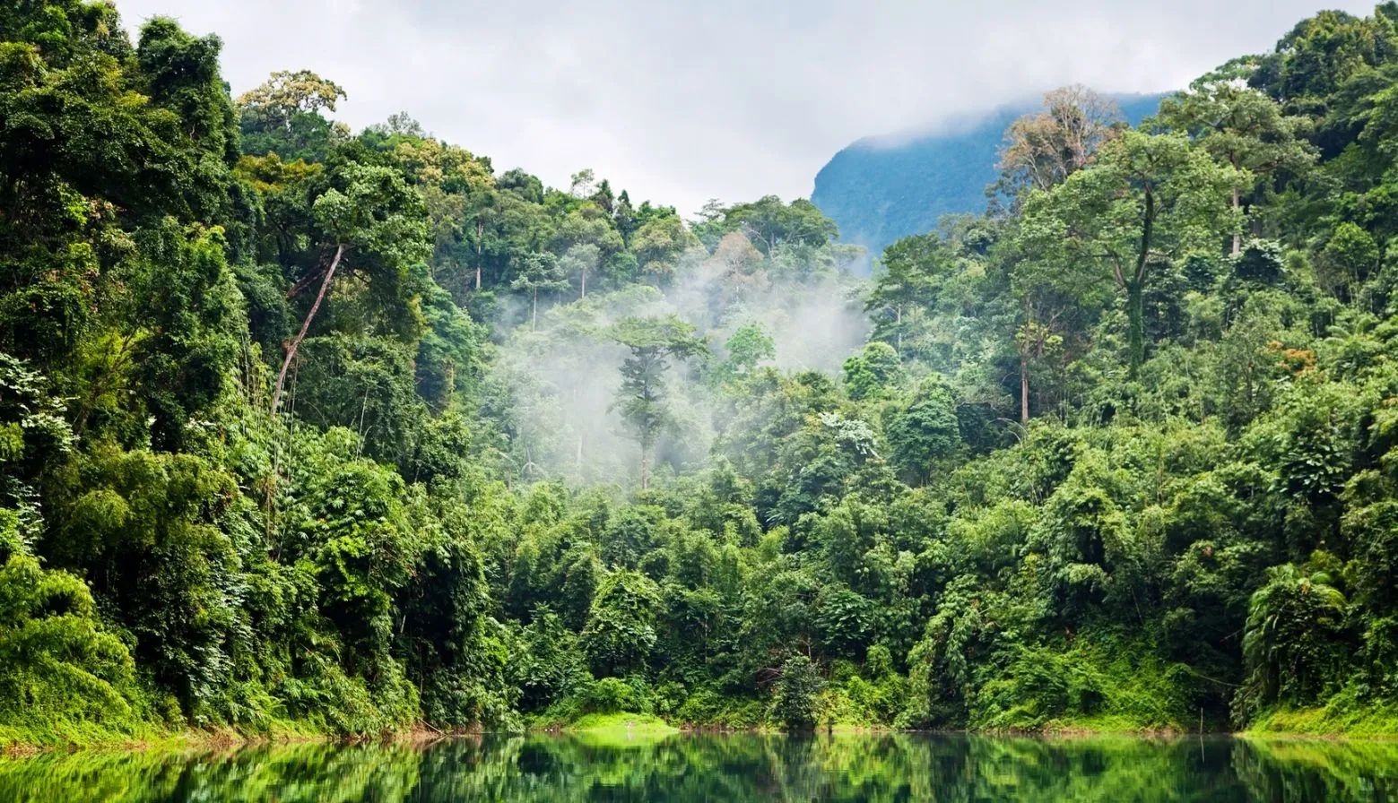 Econcientiza: La selva amazónica pierde resistencia ante el ... Econcientiza: La selva amazónica pierde resistencia ante el ...