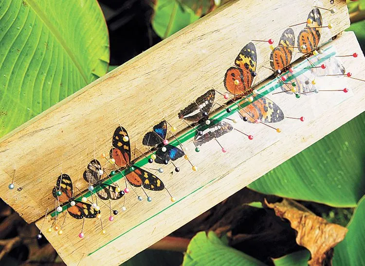 Economía Agrícola: Tráfico comunal de insectos sin control de las ... Economía Agrícola: Tráfico comunal de insectos sin control de las ...
