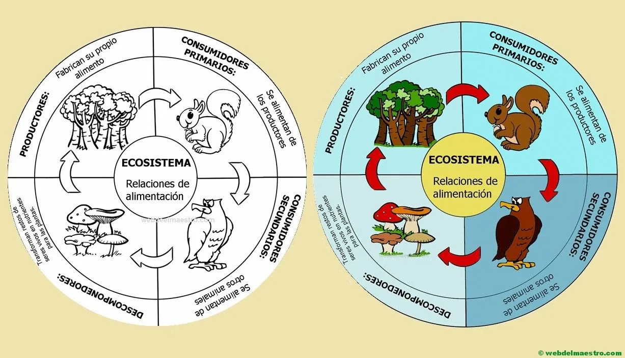 Ecosistema | Cadena alimenticia - Web del maestro