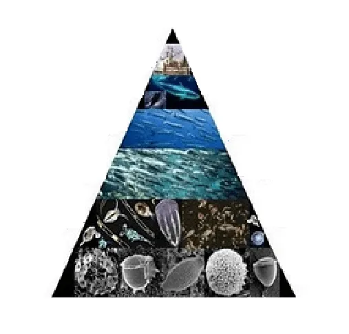 ecosistema del mar: piramide trofica