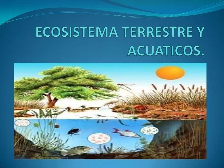 Ecosistema terrestre y acuáticos.
