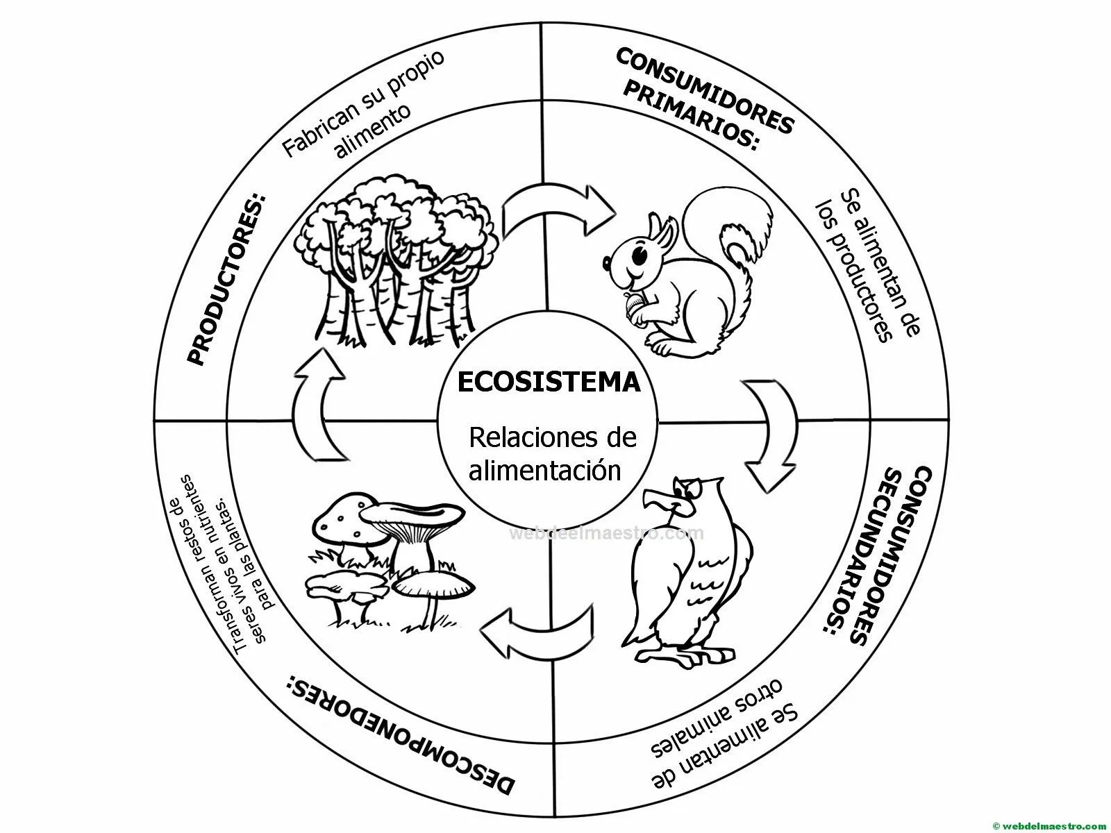 ecosistema terrestre-cadena alimenticia - Web del maestro