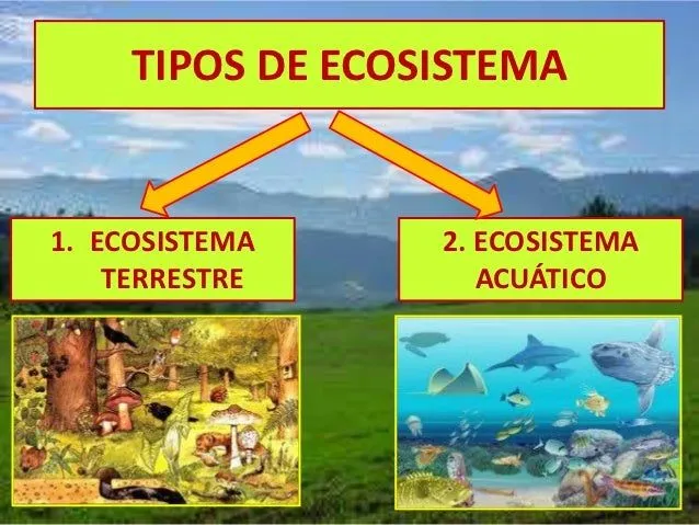 Ecosistema terrestre infantil - Imagui