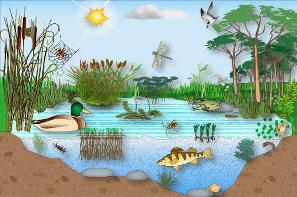 Ecosistemas acuaticos animados - Imagui