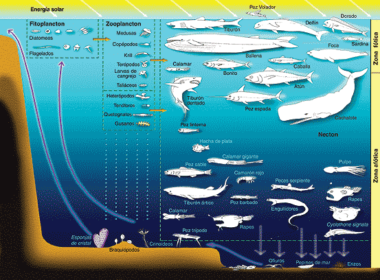 ecosistemas acuaticos: clasificación de los ecosistemas acuáticos