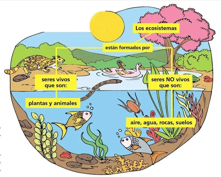 Ecosistemas acuáticos y terrestres - Escolar - ABC Color