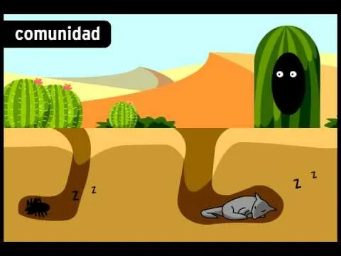 Ecosistemas - BrainPOP Español - YouTube