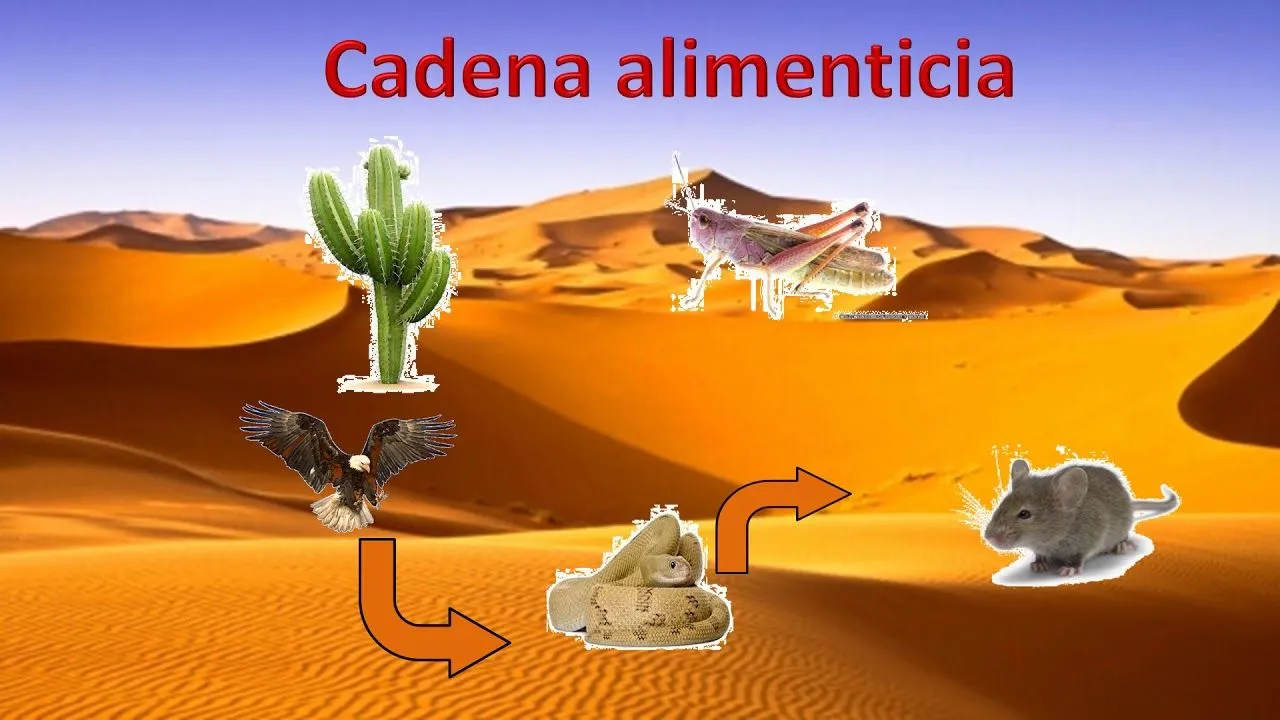 Ecosistemas y su Cadena Alimenticia - YouTube