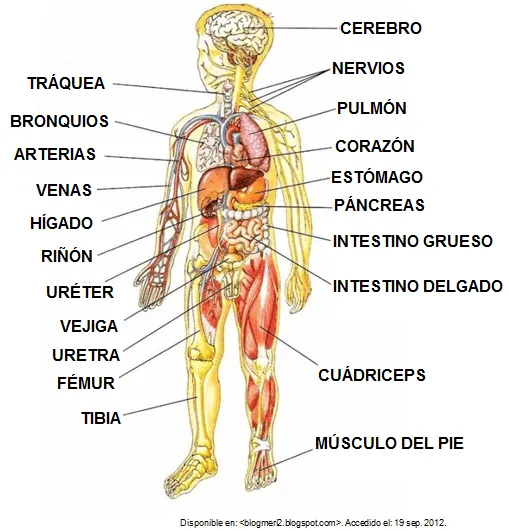 Imágenes de las partes internas del cuerpo humano - Imagui