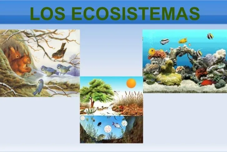 Los ecosistemas.problemas medio ambiente
