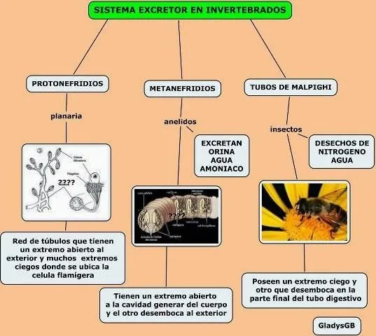 EDDG_BIOLOGIA: SISTEMA EXCRETOR EN LOS ANIMALES