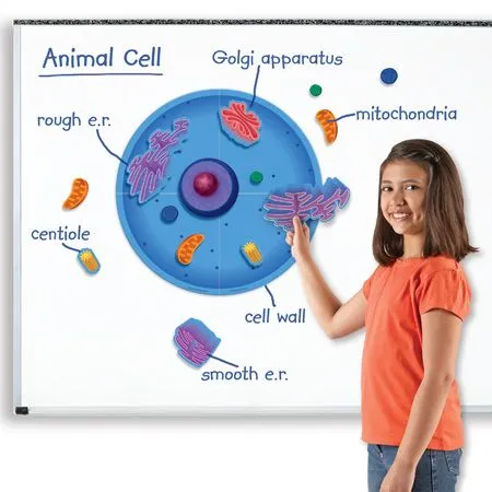 가베놀이 [EDU 6039] 동물 세포 자석 자료 세트 Magnetic Animal Cells